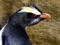 Fiordland-crested Penguin