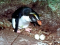 Fiordland-crested Penguin