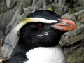 Fiordland-crested Penguin