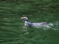 Fiordland-crested Penguin