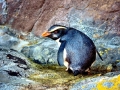 Fiordland-crested Penguin