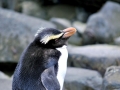 Fiordland-crested Penguin