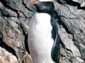 Fiordland-crested Penguin