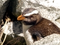 Fiordland-crested Penguin