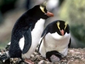 Fiordland-crested Penguin