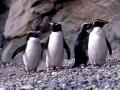 Fiordland-crested Penguin