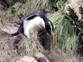 Fiordland-crested Penguin