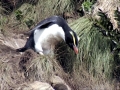 Fiordland-crested Penguin