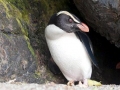 Fiordland-crested Penguin