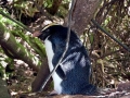 Fiordland-crested Penguin