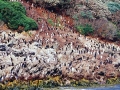 Fiordland-crested Penguin