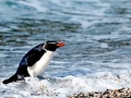 Fiordland-crested Penguin