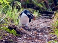 Fiordland-crested Penguin