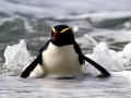 Fiordland-crested Penguin