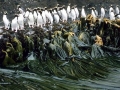 Fiordland-crested Penguin
