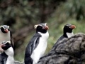 Fiordland-crested Penguin