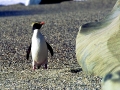 Fiordland-crested Penguin