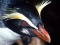 Fiordland-crested Penguin