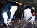 Fiordland-crested Penguin