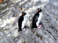 Fiordland-crested Penguin