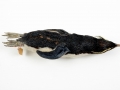 Fiordland-crested Penguin