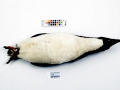 Fiordland-crested Penguin