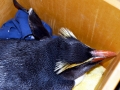 Fiordland-crested Penguin
