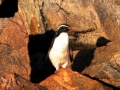 Fiordland-crested Penguin