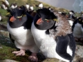 Fiordland-crested Penguin