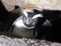 Fiordland-crested Penguin