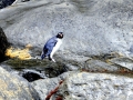 Fiordland-crested Penguin