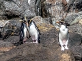 Fiordland-crested Penguin