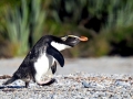 Fiordland-crested Penguin