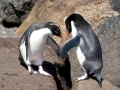 Fiordland-crested Penguin
