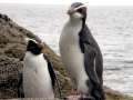 Fiordland-crested Penguin