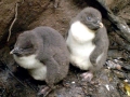 Fiordland-crested Penguin