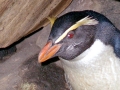Fiordland-crested Penguin