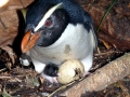 Fiordland-crested Penguin