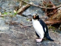 Fiordland-crested Penguin