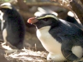 Fiordland-crested Penguin