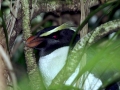 Fiordland-crested Penguin