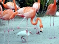 Flamingo