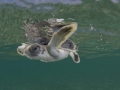 Flatback Sea Turtle