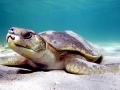 Flatback Sea Turtle