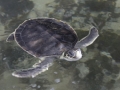 Flatback Sea Turtle