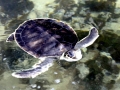 Flatback Sea Turtle