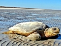 Flatback Sea Turtle