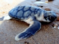 Flatback Sea Turtle