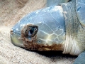 Flatback Sea Turtle