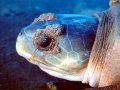 Flatback Sea Turtle